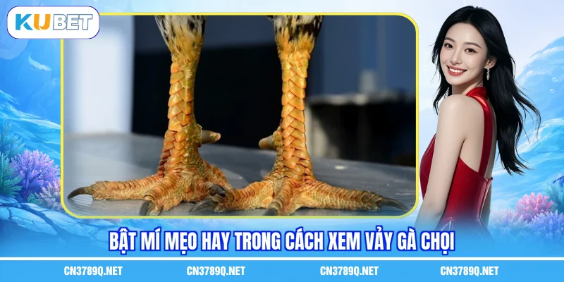 Bật mí mẹo hay trong cách xem vảy gà chọi Bật mí mẹo hay trong cách xem vảy gà chọi