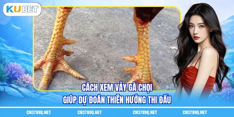 Cách xem vảy gà chọi giúp dự đoán thiên hướng thi đấu Cách xem vảy gà chọi giúp dự đoán thiên hướng thi đấu